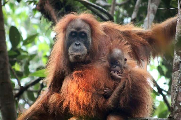 Une photo non datée, fournie par le Programme de conservation des orangs-outans de Sumatra, montre un orang-outan Tapanuli, dans la réserve de Batang Toru, en Indonésie. © Handout, <em>Sumatran Orangutan Conservation</em>, AFP