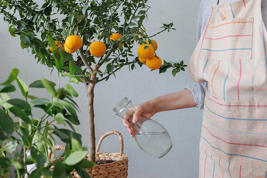 Arroser un oranger en pot. © MyJuly, Adobe Stock