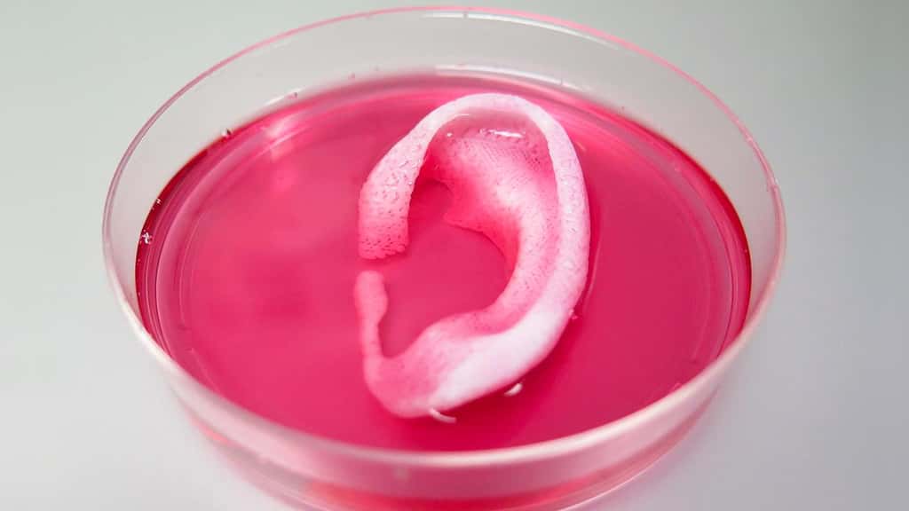 À base d’hydrogel gluant compatible avec des cellules vivantes et intégrant des petits canaux, cette oreille imprimée en 3D pourrait se greffer au corps humain. © <em>Wake Forest Institute for Regenerative Medicine</em>