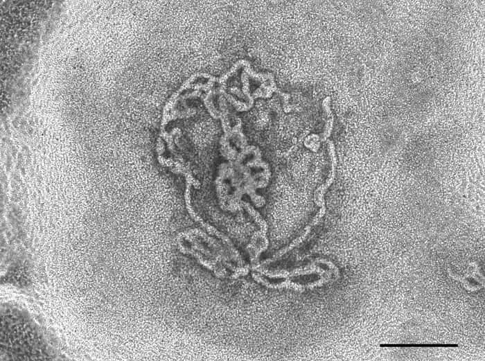 Image en champ clair d'un organoïde testiculaire créé à partir d'embryons de souris et incubé dans une boîte pendant 14 jours. Les structures tubulaires formées dans la boîte sont clairement visibles. © Cheli Lev, Bar-Ilan University
