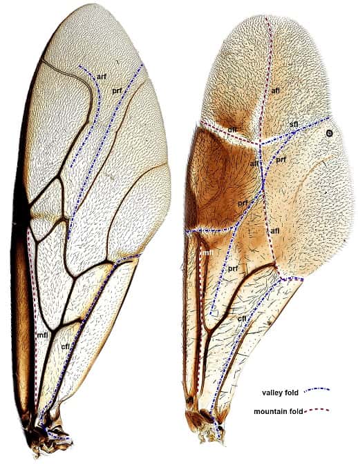 Dans leur article sur le pliage des ailes de certaines guêpes, les auteurs incluent un patron à imprimer, découper et plier pour aider les lecteurs à comprendre le système de pliage de l’aile. © Mikó et al., Plos One, 2014, cc by 4.0