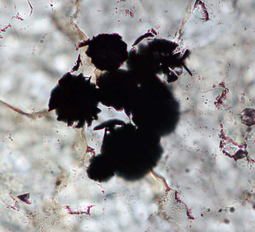 Des grains de graphites, trouvés dans des roches du Labrador, ont été observés au microscope. © Komiya <em>et al., Nature</em>