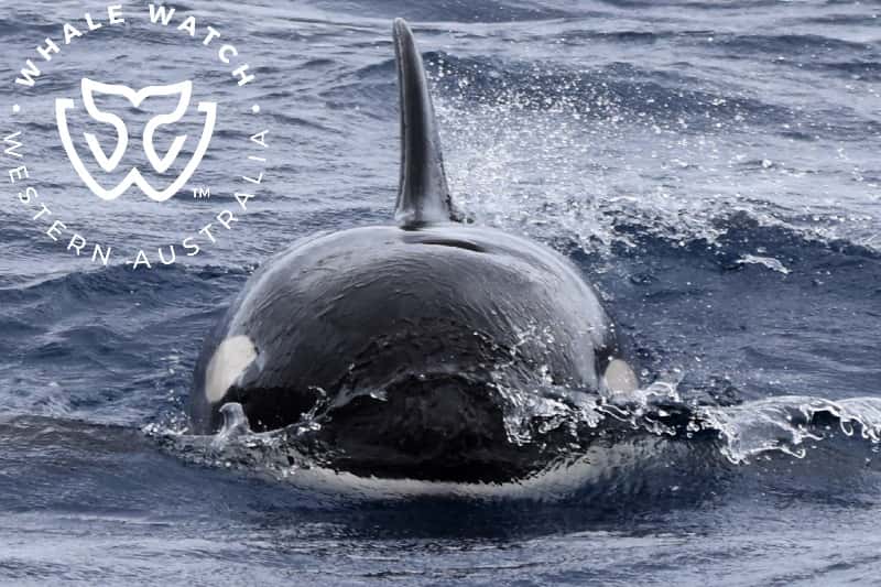 Le nom anglais des orques est <em>killer whales</em>, ce qui signifie « baleines tueuses » mais dans ce cas, ils ont sauvé une baleine à bosse. © Whale Watch Western Australia