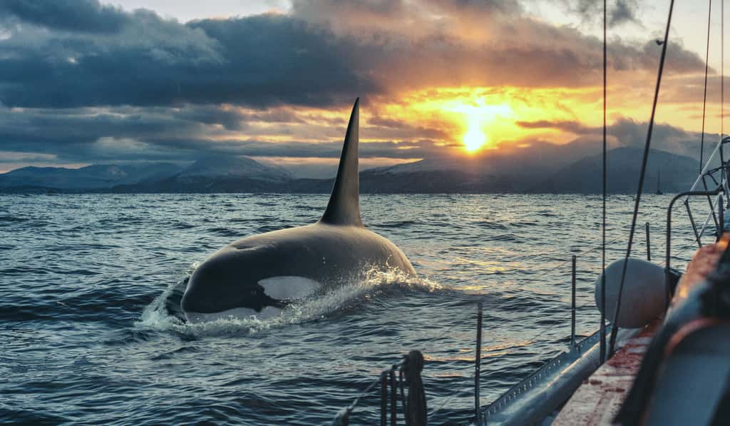  L'orque est le plus rapide des cétacés, sa vitesse de pointe pouvant atteindre les 55 km/h. © willyam, Adobe Stock