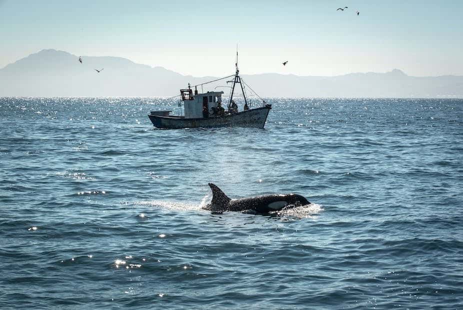 Une orque proche d'un bateau de pêche dans le détroit de Gibraltar. © Nacho Goytre, Shutterstock