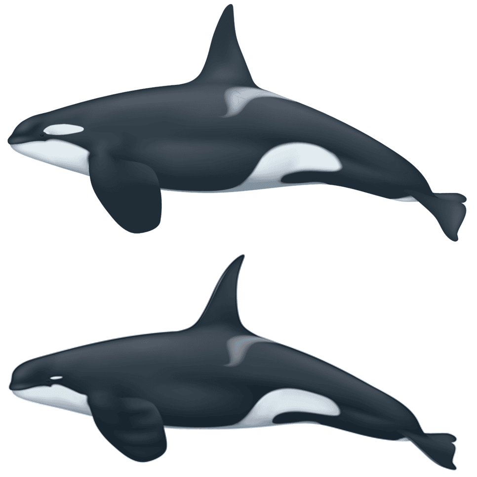 Comparaison entre une orque ordinaire (<em>Orcinus orca</em>) et une orque de type D. Les motifs et la morphologie diffèrent, notamment la tache blanche au niveau de l'œil, la tête plus ronde et la nageoire dorsale plus fine et plus pointue. © Uko Gorter, NOAA
