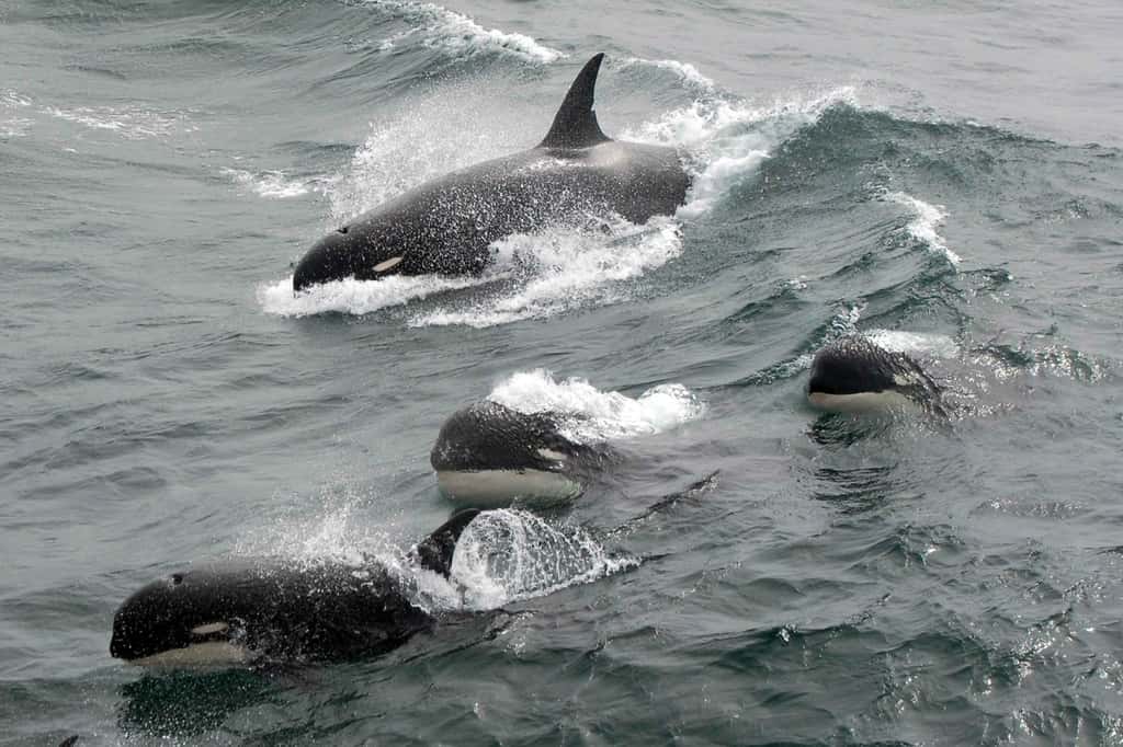 Les orques sont des animaux sociaux, qui vivent en groupes soudés et apprennent les unes des autres. © J.P. Sylvestre, South Georgia, 2011, NOAA