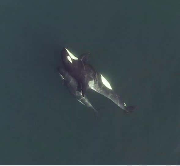 Contact physique entre deux orques capturé par un drone. © Université d'Exeter