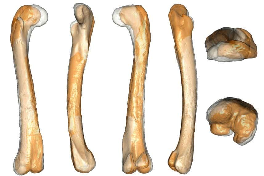 Cette image superpose les deux types morphologiques de fémurs retrouvés dans le troupeau de dinosaures, l'un coloré, l'autre en transparence grise. On voit que la différence la plus notable se trouve au niveau de la courbure du tiers de l'os le plus proche de la hanche (en haut). © Romain Pintore