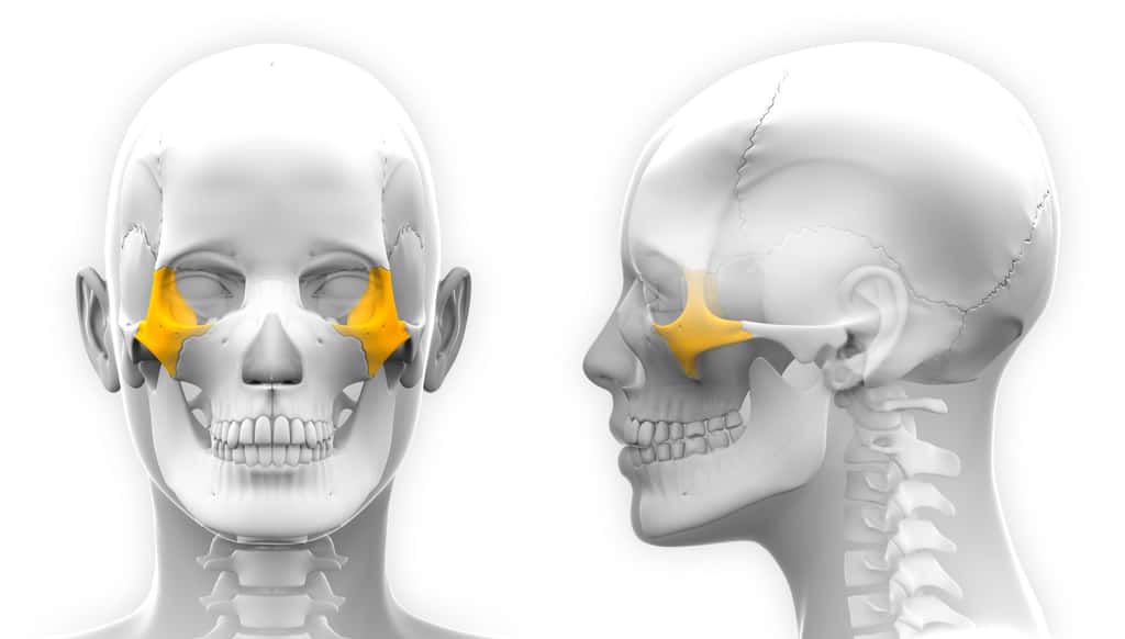  L’os zygomatique fait partie du massif facial et a la forme d'un quadrilatère. © decade3d, Adobe Stock