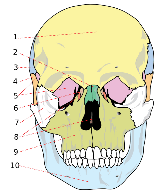 Les os du crâne, avec l’os frontal (1), l’os nasal (2), l’os pariétal (3), l’os temporal (4), l’os sphénoïde (5), l’os lacrymal (6), l’os zygomatique (7), l’os éthmoïde (haut), vomer (bas) (8), le maxillaire (9) et la mandibule (10). © ladyofHats, Mariana Ruiz Villarreal, Wikimedia Commons, DP