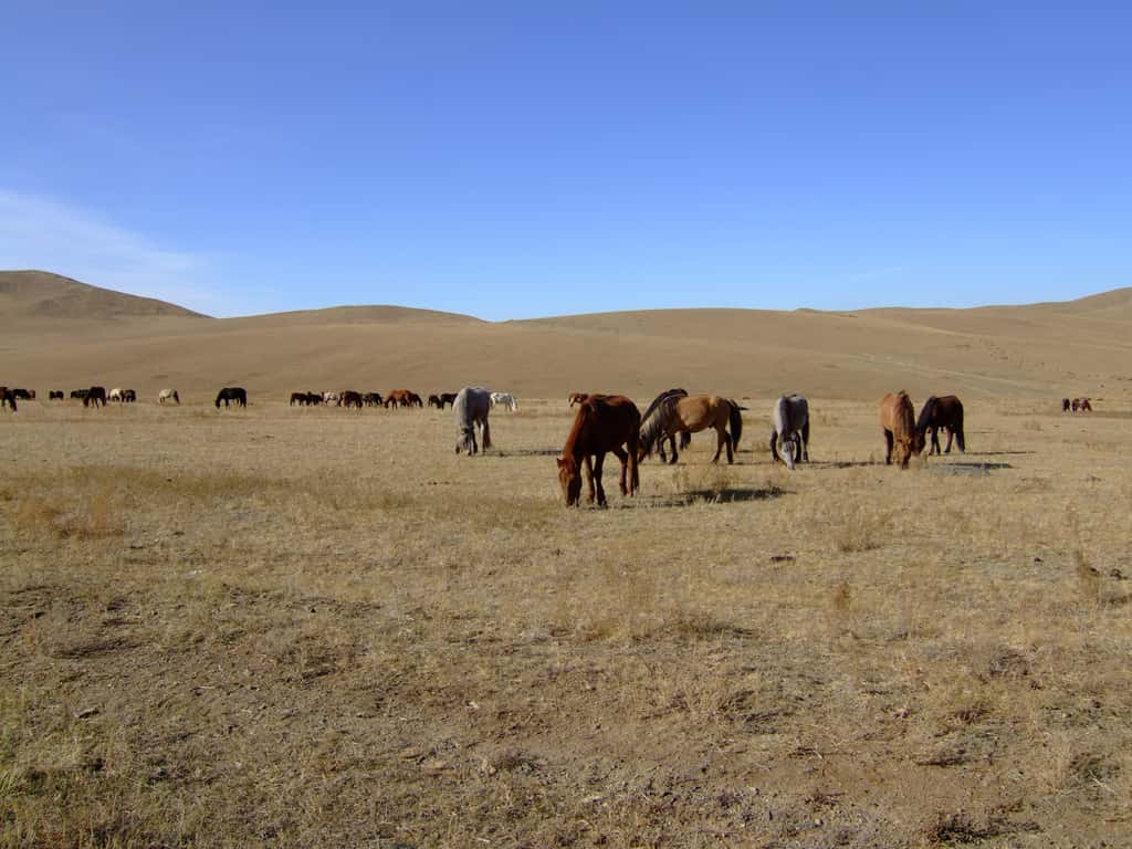 Oulan-Bator est située dans une région de steppes mongoliennes, réputées pour les populations de chevaux sauvages. © lefebvre_jonathan, Adobe Stock