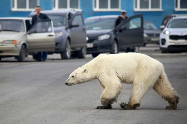 Un ours polaire photographié le 17 juin 2019 dans les environs de la ville russe de Norilsk. © Irina Yarinskaya, Zapolyarnaya pravda newspaper, AFP 