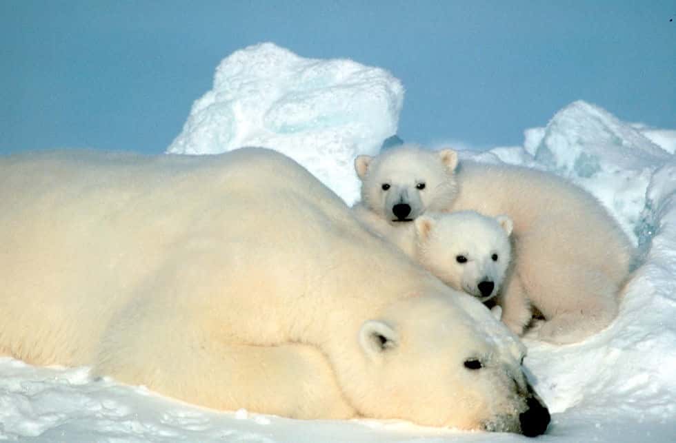 Les bouleversements causés par le réchauffement climatiques intensifient les périodes de jeûne des ours menaçant la survie de l'espèce. © Steve Amstrup, Public domain, <em>Wikimedia Commons</em>