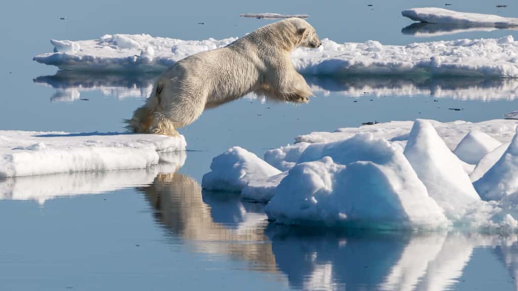 L'ours polaire est une espèce vivant quasi exclusivement sur la banquise. © Andreas Weith,<em> </em>Wikimedia Commons, CC by-sa 4.0