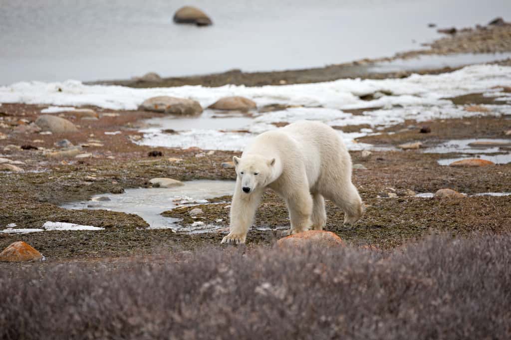 Avec la disparition de la banquise, les ours polaires ont de plus en plus de difficulté à chasser pour se nourrir. Un problème d'autant plus inquiétant que l'espèce a besoin de beaucoup d'énergie. © Andreas Edelmann, fotolia