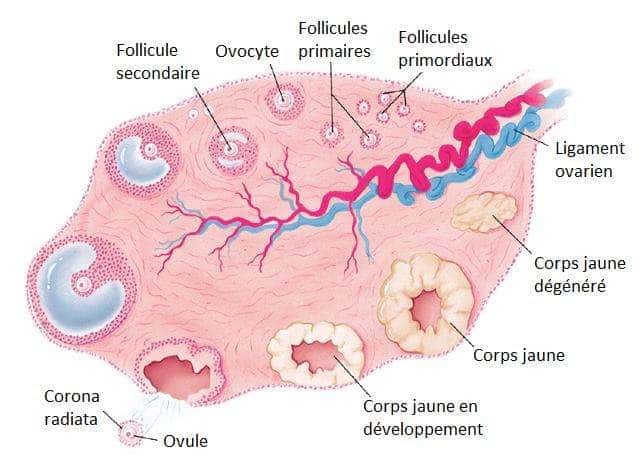 L'ovaire est le lieu de formation des cellules reproductrices femelles. © DR