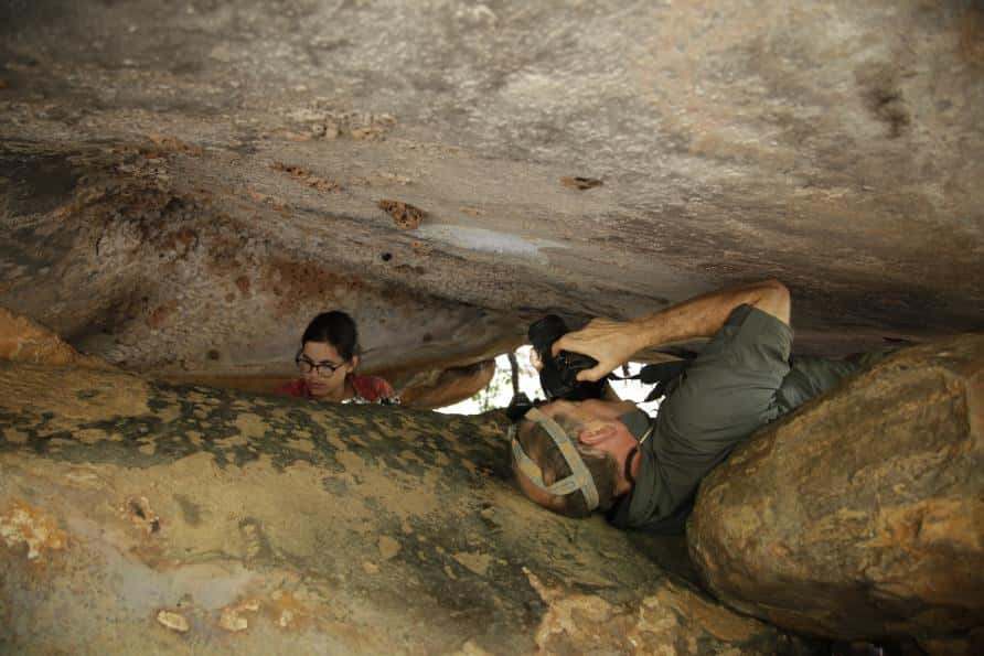 La peinture d'un kangourou a été trouvée, bien protégée par d'anciens nids de guêpes, sur le plafond d'un abri sous-roche. © Damien Finch