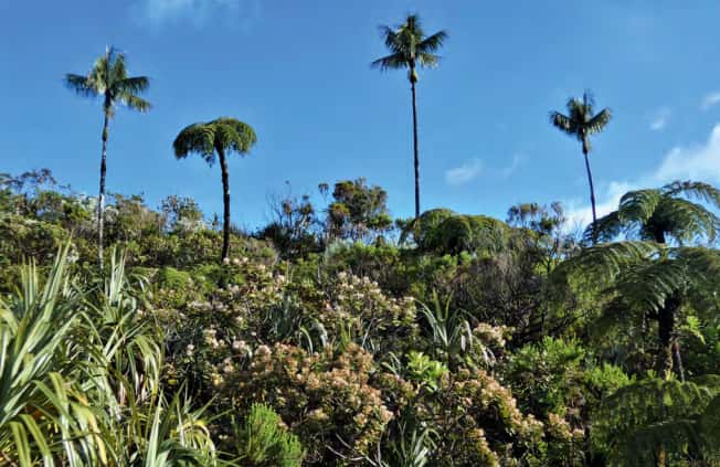 Le palmiste rouge des hauts, un palmier endémique, est menacé à cause des prélèvements. © Marie Lacoste, CBNM