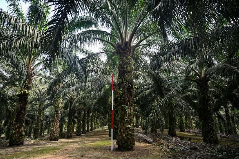 Des palmiers à huile nains plantés à Bukit Lawiang dans le cadre d'un programme de recherches, le 13 février 2019 en Malaisie. © Mohd Rasfan - AFP