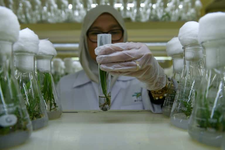 Des plants de palmiers nains en éprouvettes dans un laboratoire à Bangi, le 18 décembre 2018 en Malaisie. © Mohd Rasfan - AFP