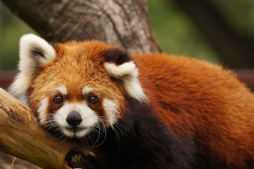 Le panda roux. © swgwecp, Fotolia