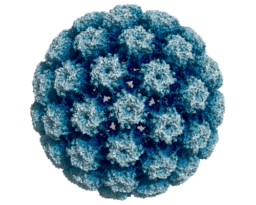 Reproduction en 3D du Papillomavirus HPV16, hautement cancérigène. © Opabigia Regalis, Wikipedia Common CC by-sa 4.0