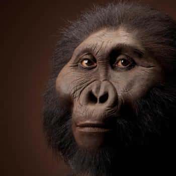 Vue d'artiste de <em>Paranthropus boisei.</em> © John Gurche, Smithsonian, <em>National Museum of Natural History</em>
