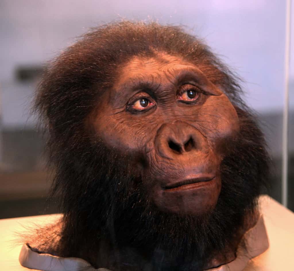 Une reconstitution du visage de <em>Paranthropus boisei</em> (<em>Smithsonian Museum of Natural History, Washington, D.C.</em>).  © Tim Evanson, Flickr, CC by-sa 2.0