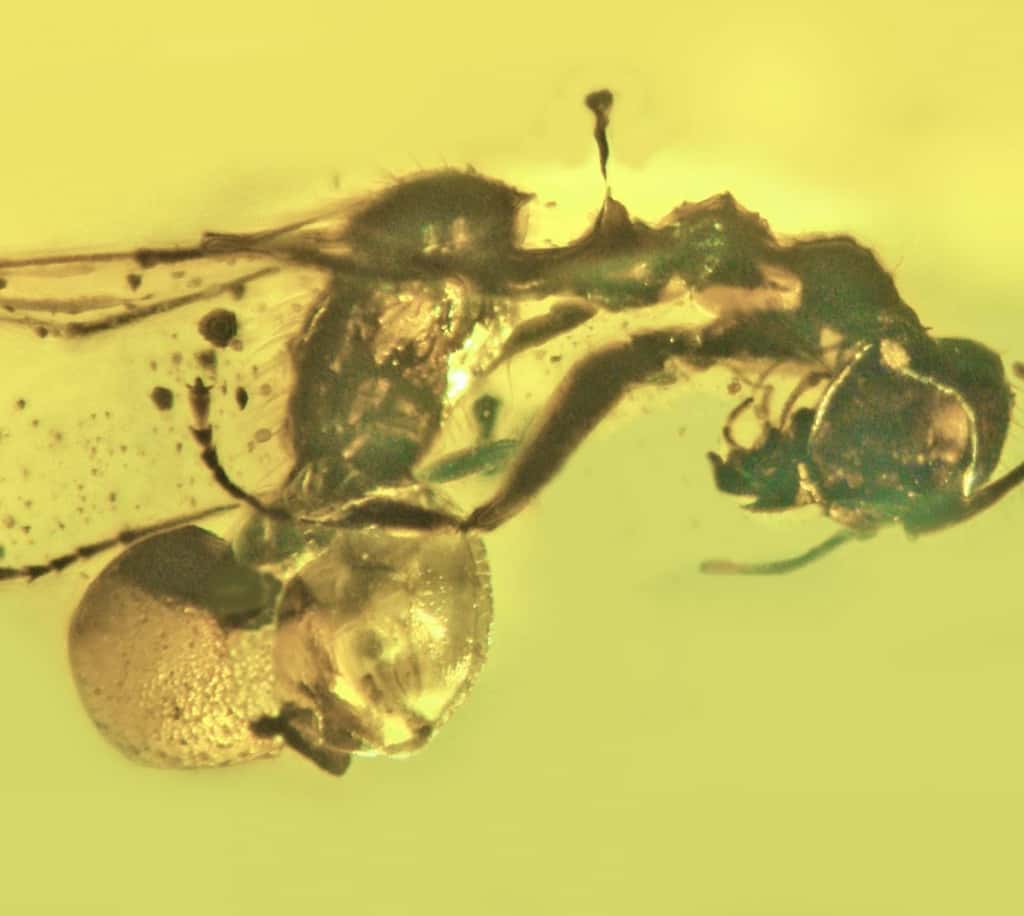 L'<em>Allocordyceps baltica</em> émergeant du rectum d'une fourmi du genre<em> Camponotus</em>, il y a plusieurs millions d'années. © George Poinar et al.,<em> Fungal Biology</em>