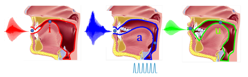Les différents sons en fonction de la position du conduit vocal et des lèvres. <em>©</em> Droits réservés