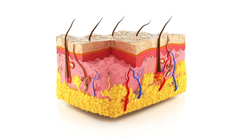 Les différentes couches de la peau montrent l'épiderme, le derme d'où partent les follicules pileux et l'hypoderme© anton91815, Fotolia