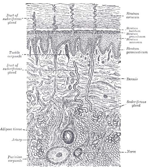 La structure de la peau avec le derme et l’épiderme, composé de la couche basale (<em>stratum germinativum</em>), la couche épineuse (<em>stratum mucosum</em>), la couche granuleuse (<em>stratum granulosum</em>), la couche claire (<em>stratum lucidum</em>) et la couche cornée (<em>stratum corneum</em>). © Henry Vandyke Carter - Henry Gray (1918) <em>Anatomy of the Human Body</em>, Wikipedia, DP