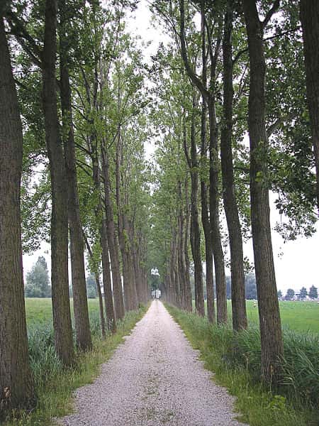 Le peuplier est particulièrement intéressant pour l’industrie, car les arbres grandissent rapidement et produisent donc de grandes quantités de lignine. © Pudding4brains, Wikimedia Commons, DP