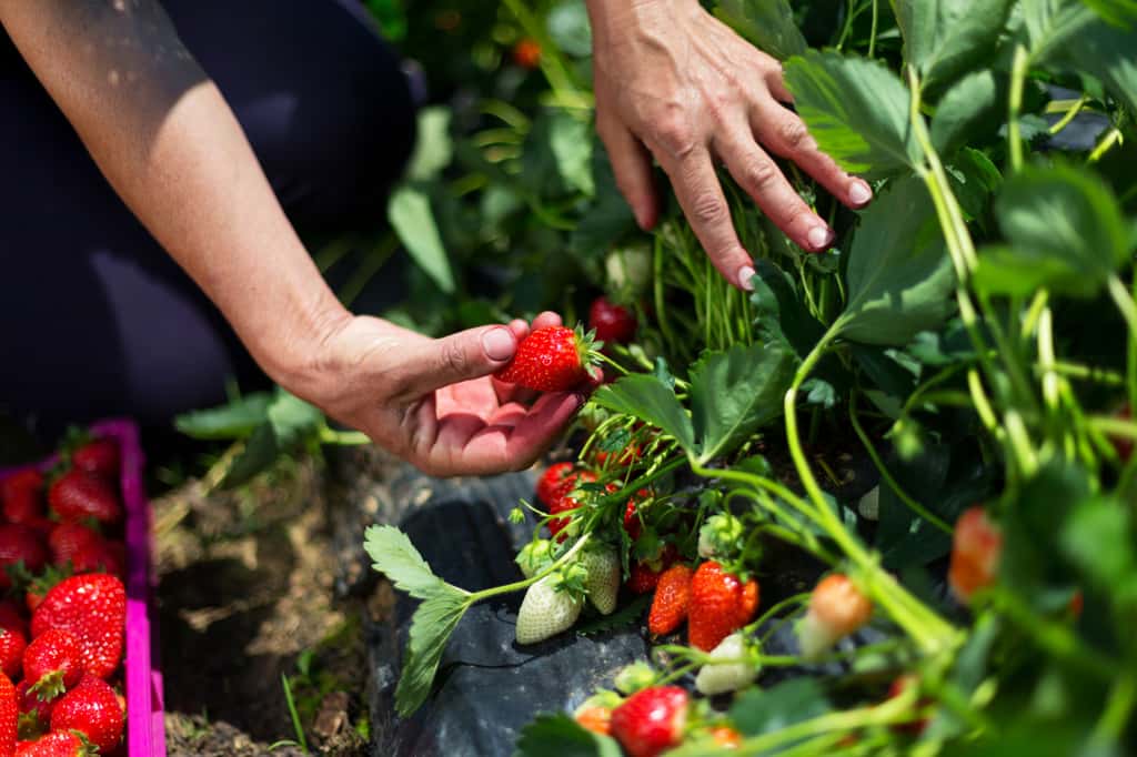 Ces fruits que vous adorez contiennent des substances toxiques… et elles ne disparaîtront jamais. © Zoranm, iStock Ces fruits que vous adorez contiennent des substances toxiques… et elles ne disparaîtront jamais. © Zoranm, iStock