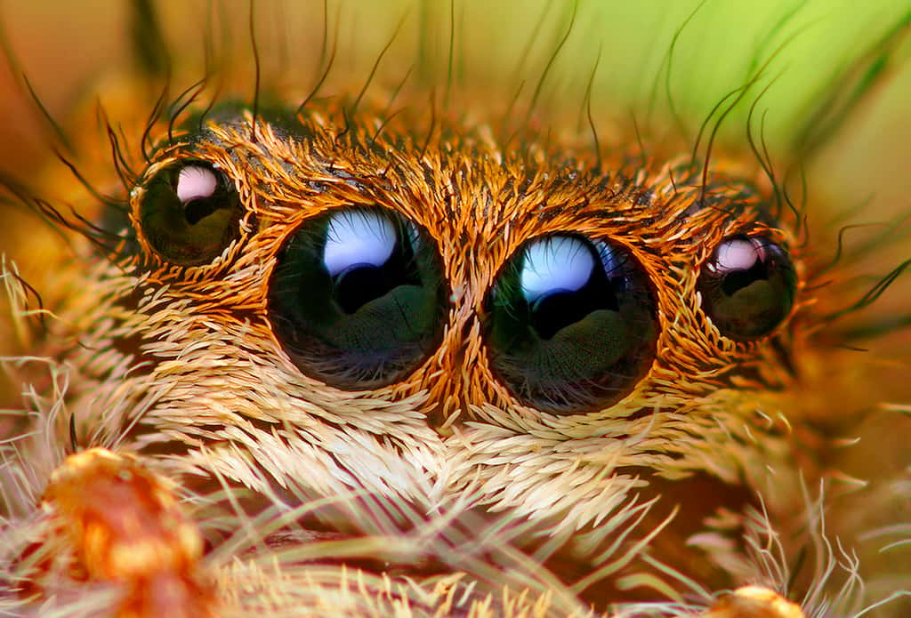 Les araignées, contrairement aux insectes ou aux crustacés, n'ont pas d'yeux composés. Elles en ont typiquement huit, mais certaines en ont moins, généralement disposés en deux rangs, antérieur et postérieur. La plupart ont des yeux qui réfléchissent la lumière, mais pas les araignées sauteuses. © Thomas Shahan, Flickr, CC by-nc-nd 2.0