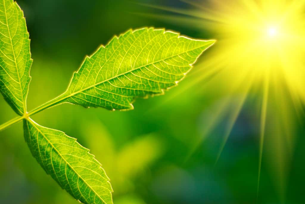 La photorespiration semble notamment intervenir lorsque la plante est soumise à une lumière trop intense. © Sergey Peterman, Adobe Stock