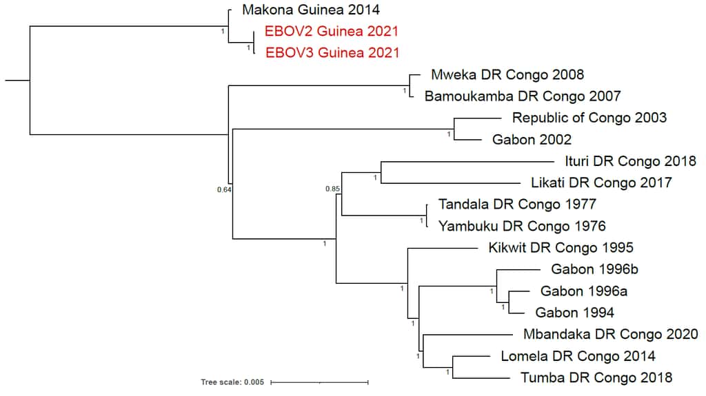 L'arbre phylogénétique de 16 souches d'EBOV. Celle de 2021 (en rouge) est très proche de celle de la souche de 2014 (Makona Guinea 2014). Les deux ont en commun une dizaine de mutations. © Dr. Sakoba Keita et <em>al. virological.org</em>