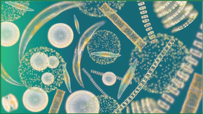 En réalisant la photosynthèse, les phytoplanctons produisent la moitié de l'oxygène qui est ensuite consommé par les êtres vivants. © Richard Kirby