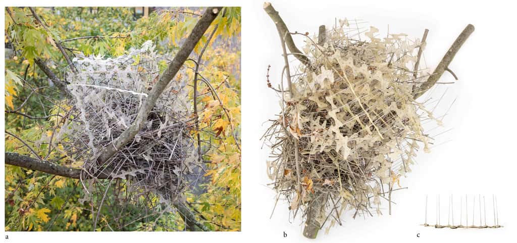 Cet énorme nid de pie est composé de pointes anti-oiseaux (c), <em>in situ</em> dans les branches d'un érable (a), puis collecté afin d'en étudier la structure (b). © Auke-Florian Hiemstra