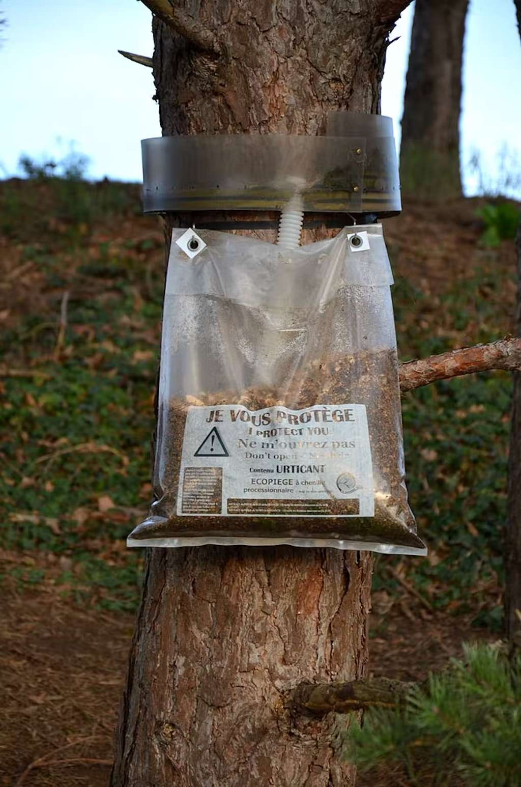 L’installation de piège en gouttière autour des troncs des arbres colonisés permet d’intercepter les chenilles lors de leur descente. © DC, CC by-sa