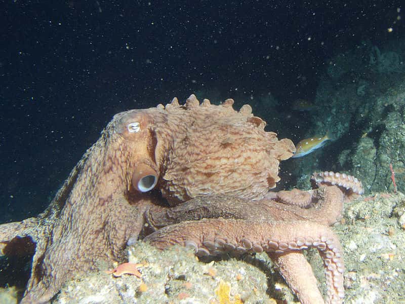 Cette pieuvre tient son nom de l’océan dans lequel elle vit. Mais son habitat se limite plutôt au Pacifique nord. © R. N. Lea, NOAA, Wikipédia, DP