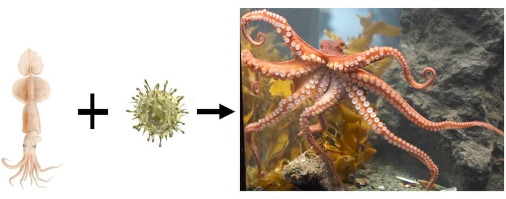 Calamar ancestral + virus -&gt; pieuvre (?) © Steele <em>et al.</em> 2018, <em>Progress in Biophysics and Molecular Biology</em>