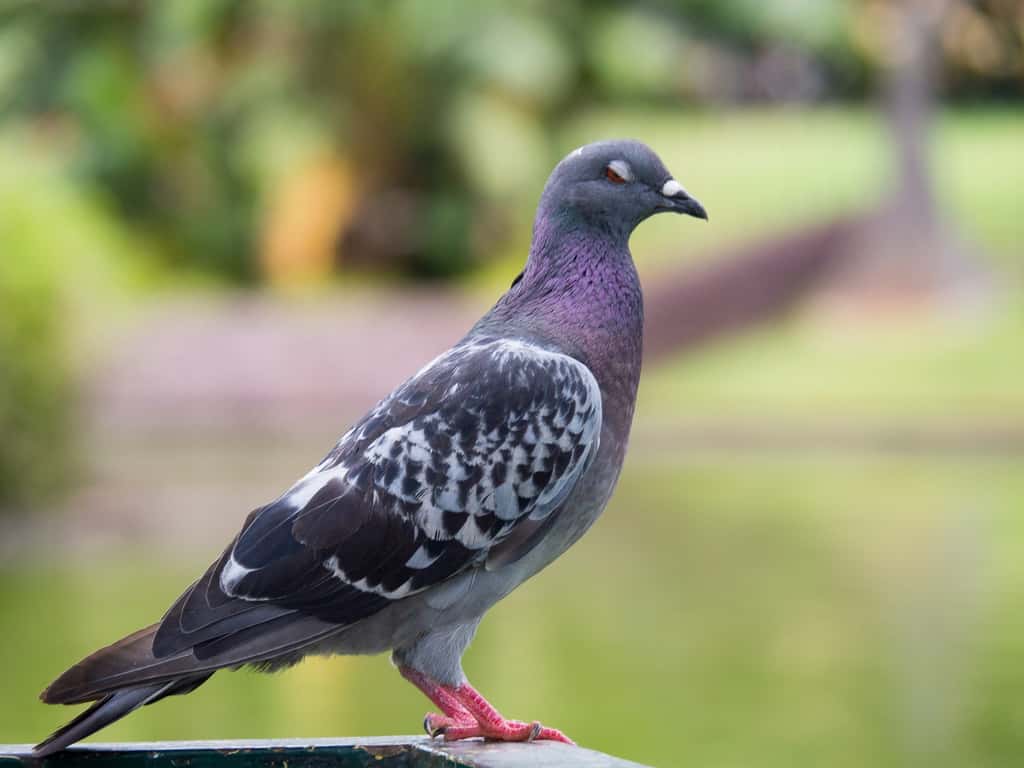 Le pigeon a été très étudié pour sa capacité à s’orienter en fonction du champ magnétique terrestre. © Marie-Beatrice Rich, Fotolia