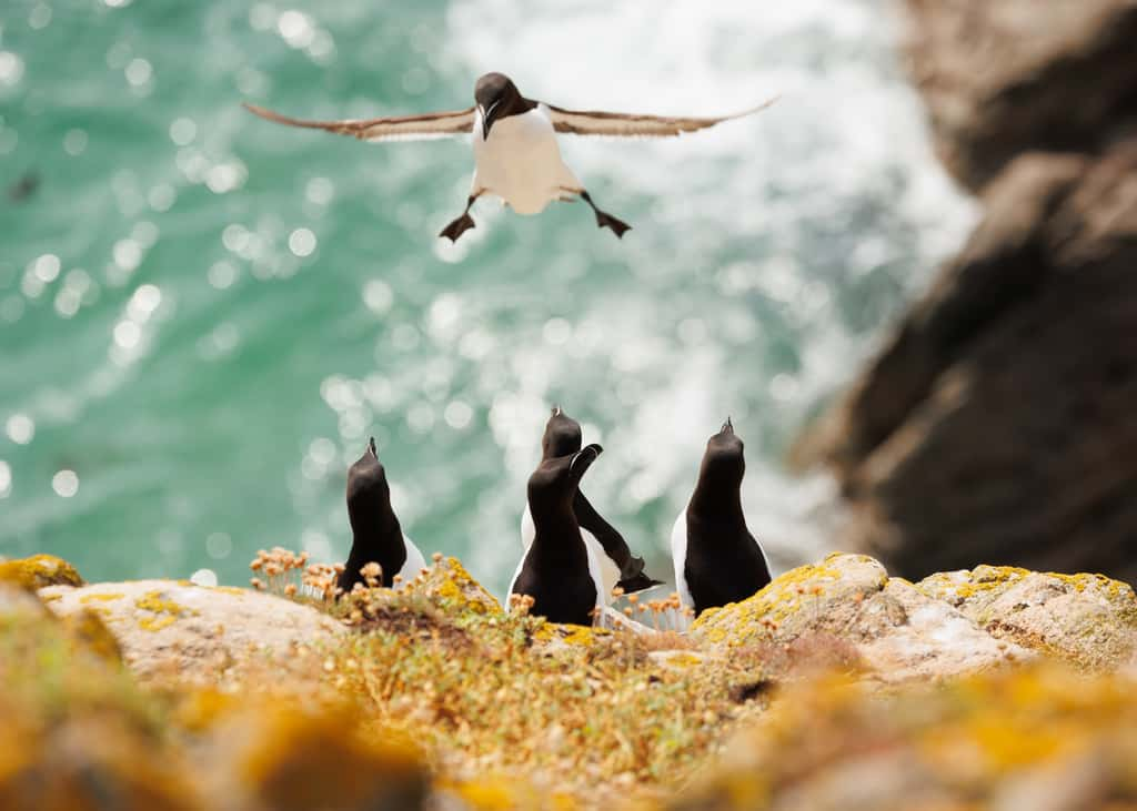 Pingouins torda, Îles Saltee, Irlande © Inés Godínez / Nikon Comedy Wildlife