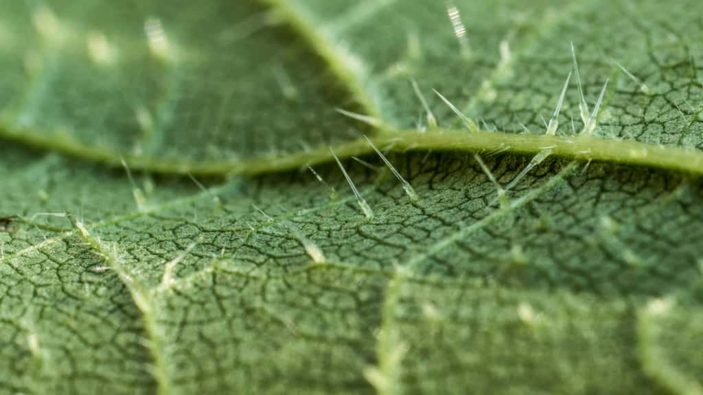 Les poils des orties contiennent des acides comparables au venin de certains insectes piqueurs. ©Floki, Adobe Stock