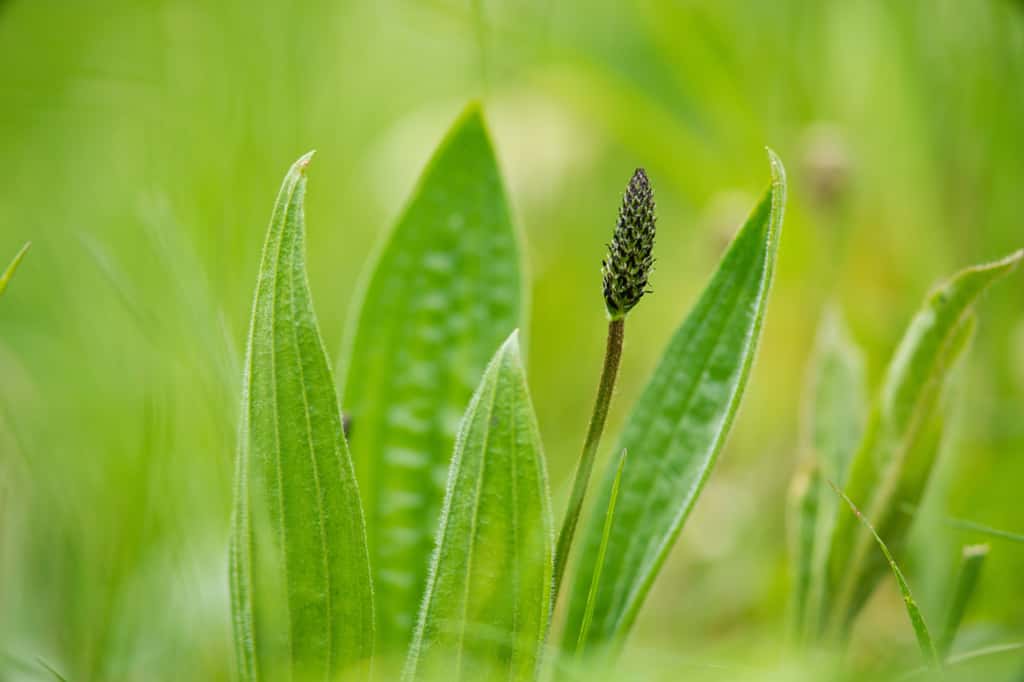 Le plantain est connu pour ses nombreuses vertus dont celle soulageant des piqûres d'orties ou d'insectes. ©venars.original, Adobe Stock