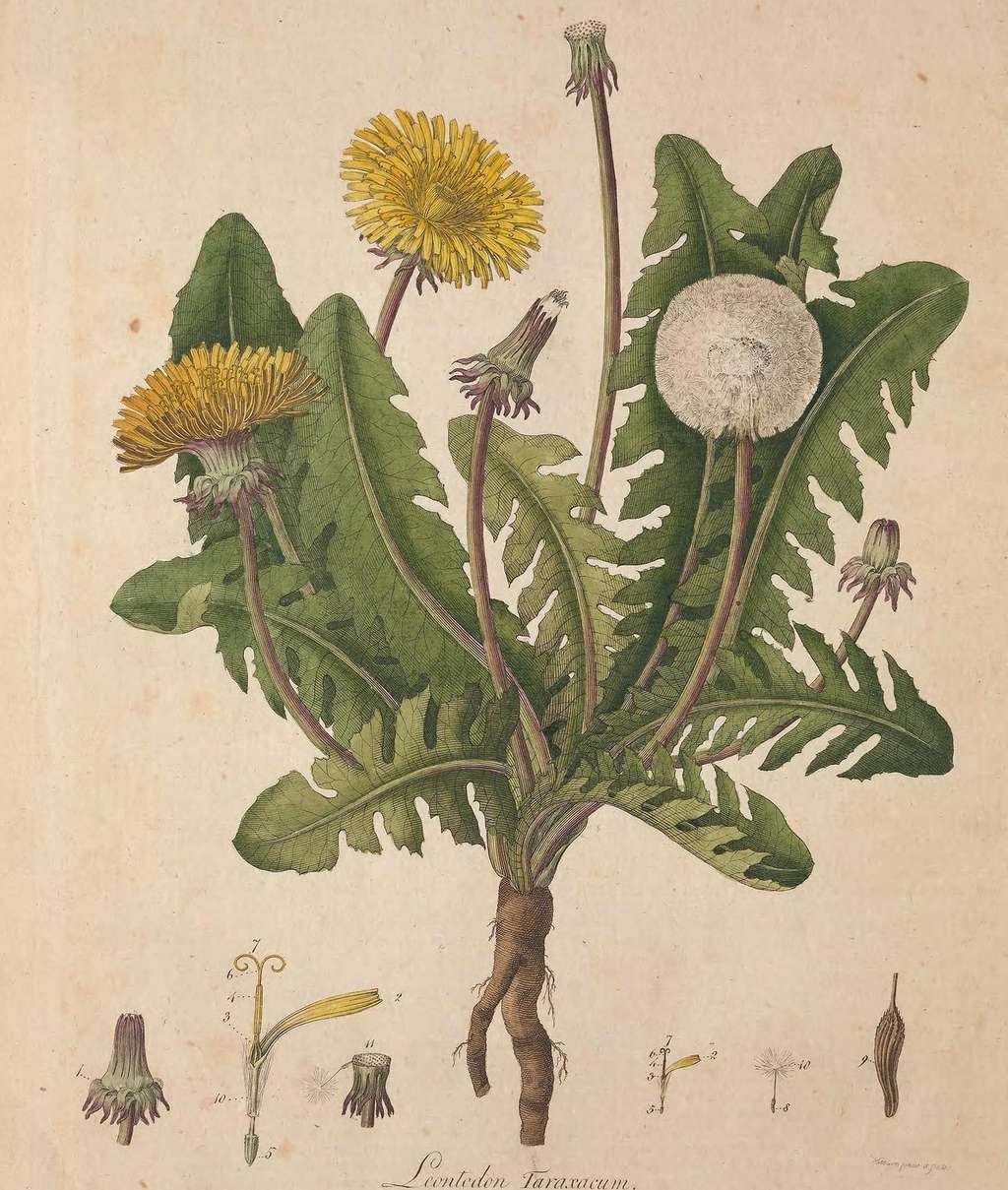 Racines, feuilles, fleurs et tiges s'utilisent pour fabriquer le purin de pissenlit. © BHL, Domaine public