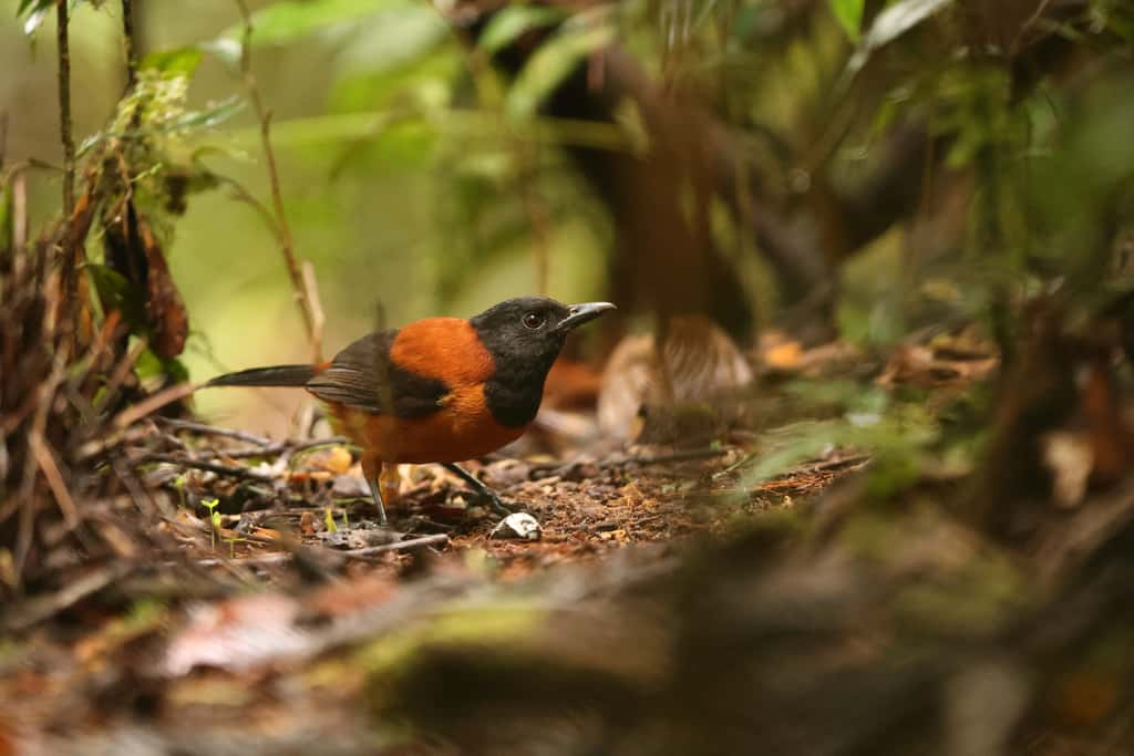 Le pitohui à capuchon, Pitohui dichrous, est une espèce d'oiseau du genre Pitohui que l'on trouve en Nouvelle-Guinée. © feathercollector