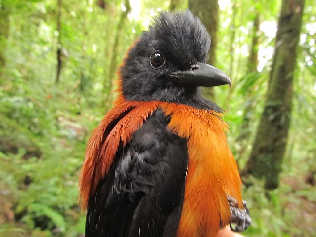  On peut reconnaître un Pitohui bicolore à son plumage rouge et noir brillant. © Benjamin Freeman, <em>Wikimedia Commons</em>